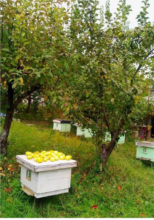 Farmer'S Guest House Telavi Buitenkant foto